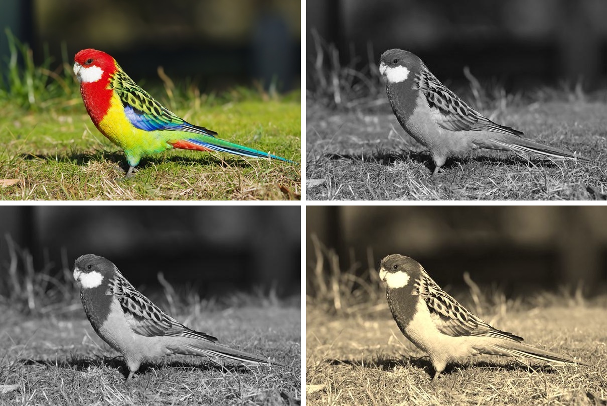 [A bird image averaged, grayscaled, and converted to sepia tone in Python]