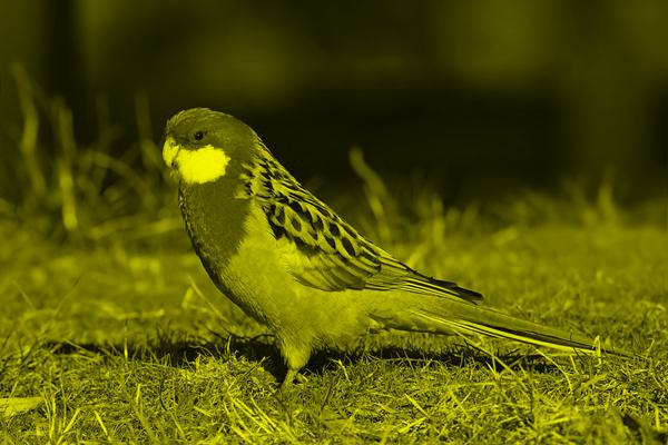 [An image that uses only yellow color tones]