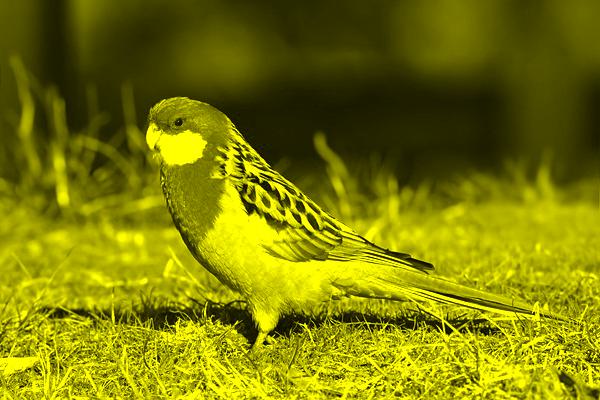 [An image that uses lighter yellow tones]